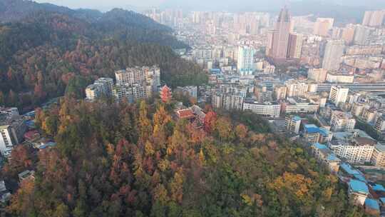 秋天枯黄树枝树叶植物森林城市秋天航拍