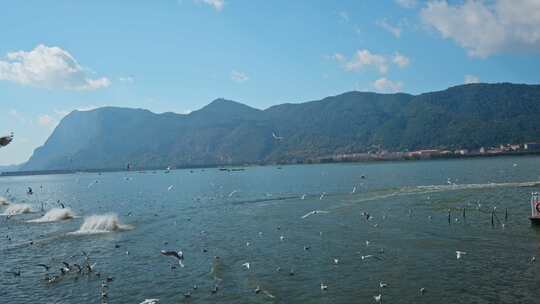 红嘴鸥海埂海鸥候鸟昆明