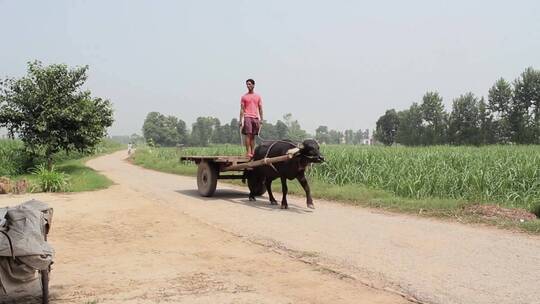 农民驾着牛车走在乡间小路上