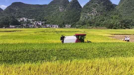 4k航拍金黄稻田 收割机田间收割水稻