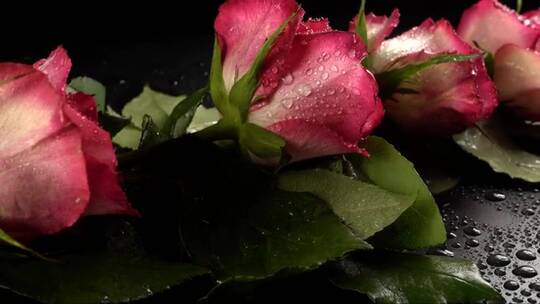 浪漫细节粉色玫瑰
