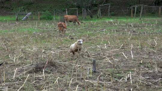 绵羊和小牛在田野里打架