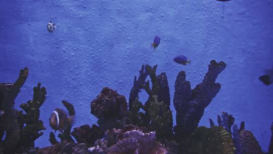 水族馆中的热带观赏鱼群