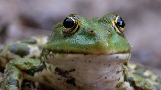 一只绿色青蛙呼吸的肖像