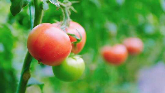 高清蔬菜水果混剪