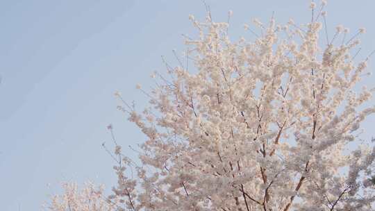 清新樱花树