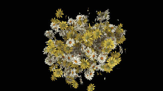 雏菊和花瓣在阿尔法通道爆炸4K。