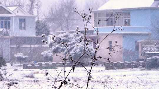 下雪雪景树枝雪花飘落