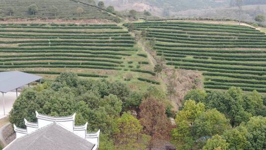 航拍绿色茶园种植基地