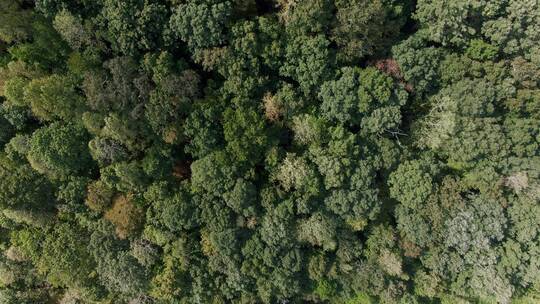 航拍茂密森林景观视频素材模板下载