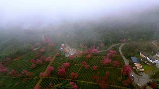 航拍大理南涧县无量山樱花谷视频素材模板下载