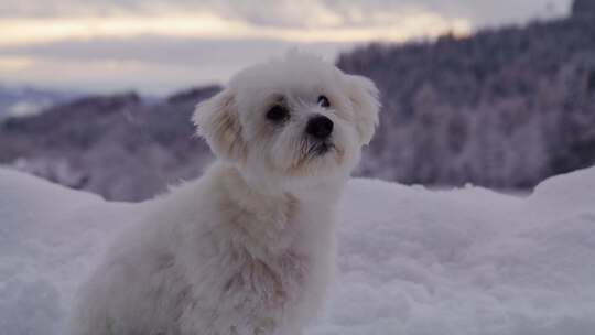 狗、雪、梗、冬天