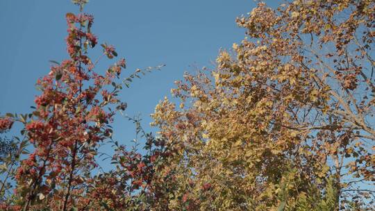 秋天来了叶子黄了树木树叶 (7)