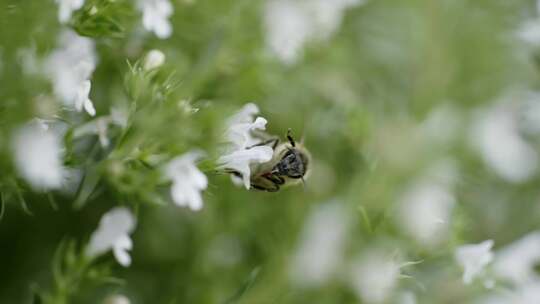 蜜蜂授粉花