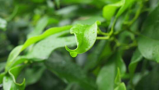 下雨天桂花树金桂八月桂花植物水滴升格