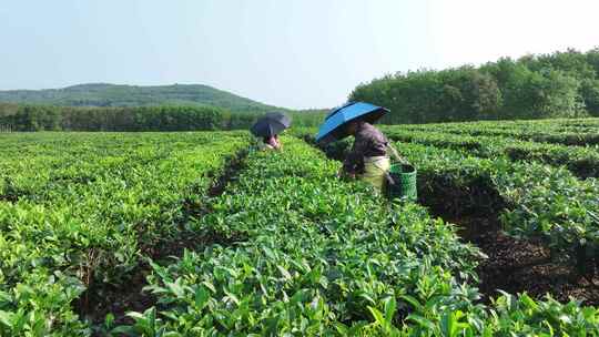 白沙茶园航拍视频素材模板下载