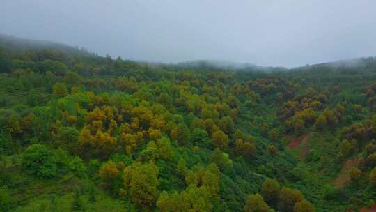 飞越烟雨森林山谷航拍