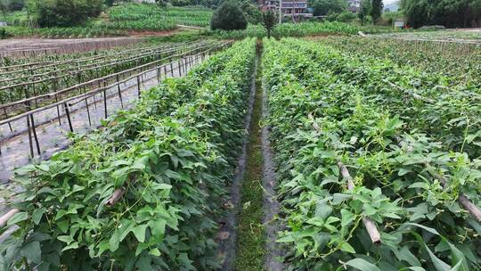 豇豆大棚蔬菜蔬菜基地大棚蔬菜有机绿色食品