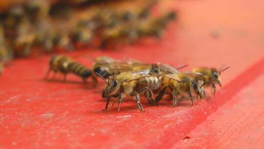 养蜜蜂 蜜蜂蜂王