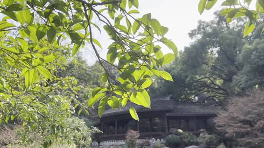 浪漫治愈清阳光照射树叶前景古风亭子池塘4K