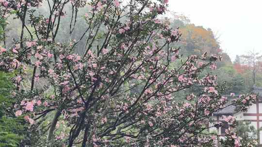 径山寺木槿花