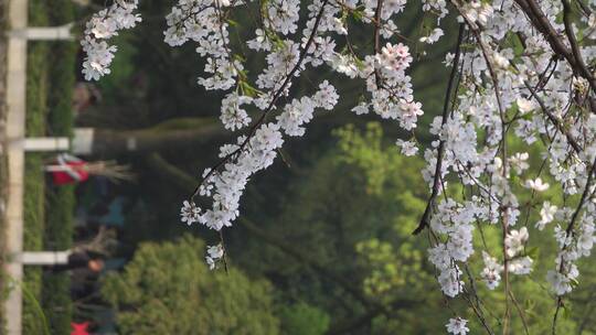 湖南衡阳岳屏公园樱花晚樱