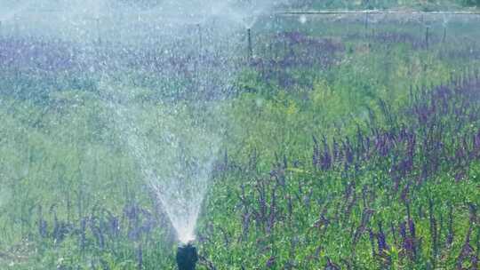 园林自动喷淋系统灌溉系统视频素材模板下载