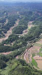 竖屏航拍南方山川丘陵梯田农田