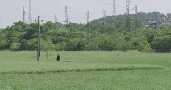 农民在田间工作