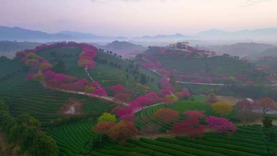 福建龙岩永福樱花茶园