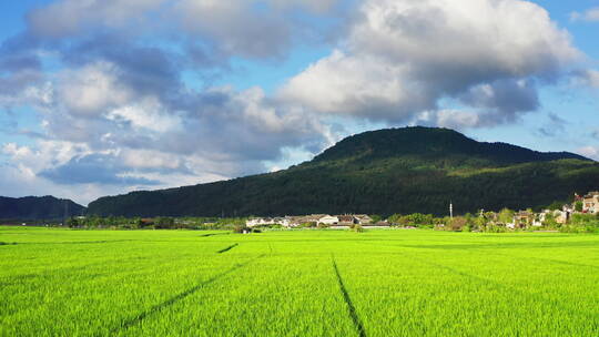 阳光打在高山下的绿色稻田上