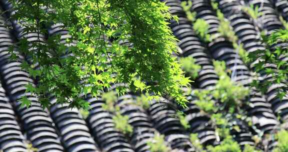 唯美中式屋檐阳光下美丽绿色植物