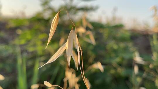 燕麦植物种子特写镜头