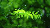 露珠树叶植物下雨滴水珠叶子露水谷雨惊蛰高清在线视频素材下载