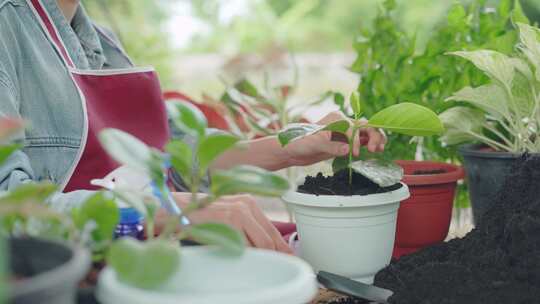 家庭园艺盆栽园艺园丁种植视频素材模板下载