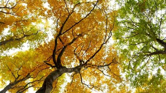 秋树底景