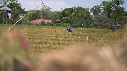 巴厘岛人在fields_Balinese