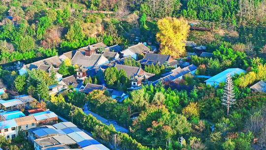 西安古观音禅寺千年银杏树