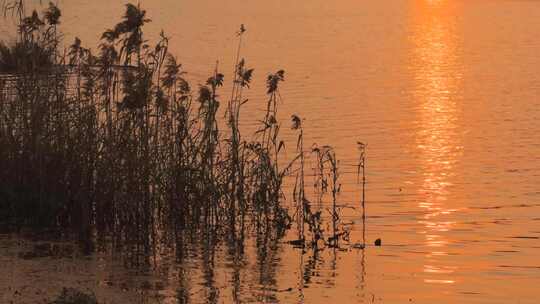 夕阳 芦苇摇曳 湖面景色 0296