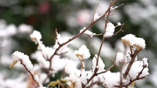 下雪冬天树枝