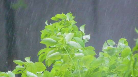 城市下暴雨下雨天雨水雨滴植物树叶子树木雨