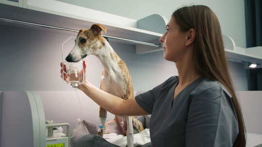 通过为灰狗设置医用滴管来照顾宠物的女兽医