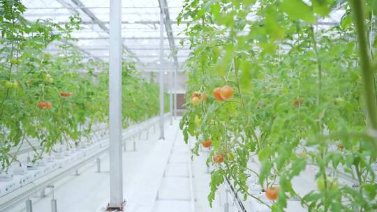 现代农业种植大棚西红柿、西红柿采摘视频素材模板下载