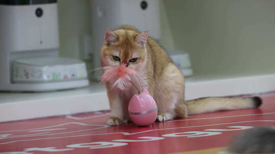 宠物 猫咪 小猫 家猫 萌宠 撸猫 萌猫