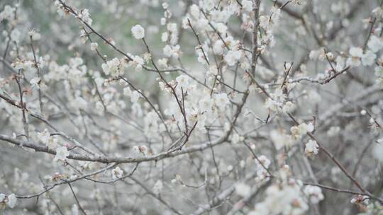 4k白梅花青梅花坚毅雪景小寒冬季