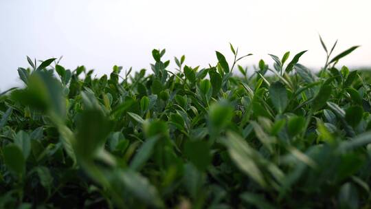 安溪茶园茶树茶叶特写绿色植物风景自然生态视频素材模板下载