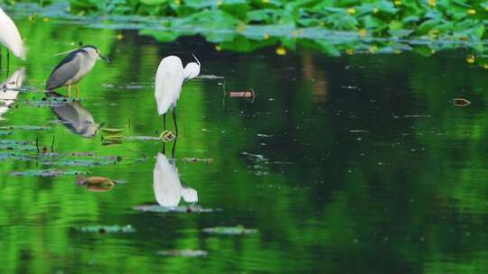 【合集】杭州西湖茅家埠湿地春天白鹭慢镜头