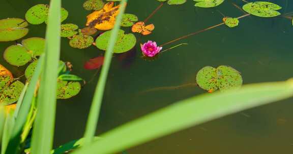 池塘，沼泽，睡莲，花