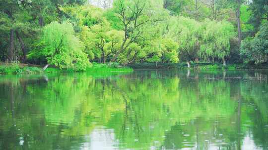 杭州西湖春天风景