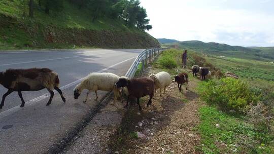 牧羊人牵着羊穿过高速公路